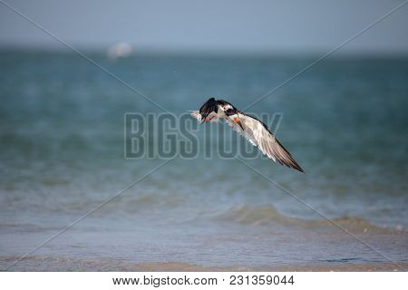 Flock Of Black Skimmer Terns Rynchops Niger On The Beach At Clam Pass