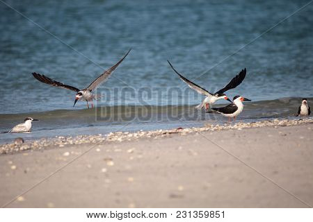 Flock Of Black Skimmer Terns Rynchops Niger On The Beach At Clam Pass