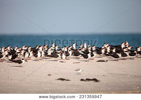 Flock Of Black Skimmer Terns Rynchops Niger On The Beach At Clam Pass