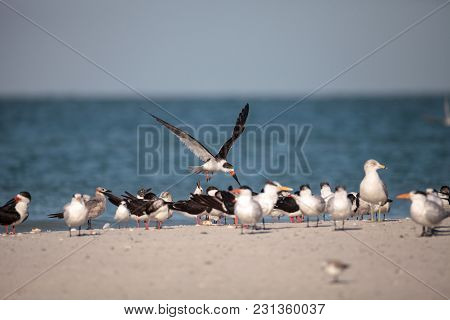 Flock Of Black Skimmer Terns Rynchops Niger On The Beach At Clam Pass