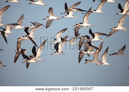 Flock Of Black Skimmer Terns Rynchops Niger On The Beach At Clam Pass