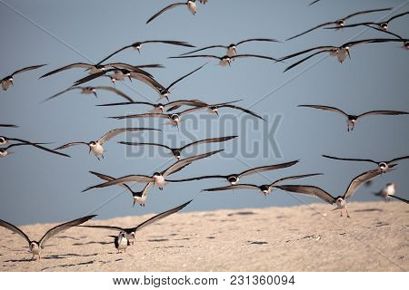 Flock Of Black Skimmer Terns Rynchops Niger On The Beach At Clam Pass