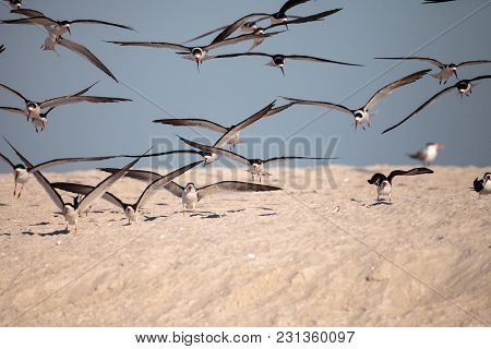 Flock Of Black Skimmer Terns Rynchops Niger On The Beach At Clam Pass