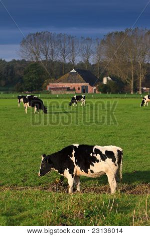 Paisagem de prados e vacas