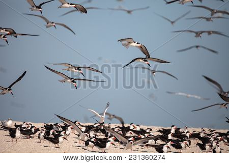 Flock Of Black Skimmer Terns Rynchops Niger On The Beach At Clam Pass