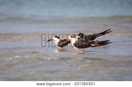 Flock Of Black Skimmer Terns Rynchops Niger On The Beach At Clam Pass