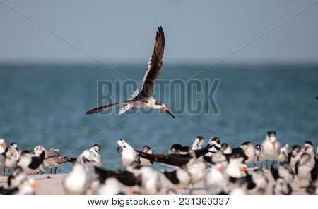 Flock Of Black Skimmer Terns Rynchops Niger On The Beach At Clam Pass