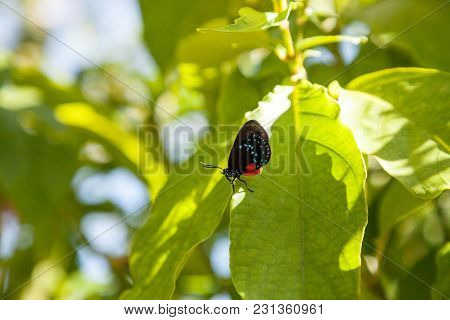 Black And Orange Red Atala Butterfly Called Eumaeus Atala