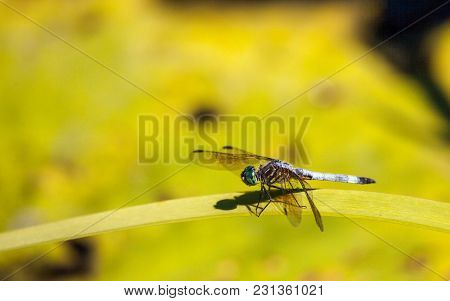 Blue Dasher Male Dragonfly Pachydiplax Longipennis