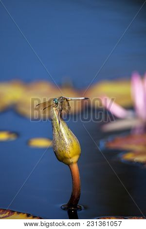 Blue Dasher Male Dragonfly Pachydiplax Longipennis