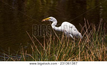 Great Egret Bird Ardea Alba Skewers Fish