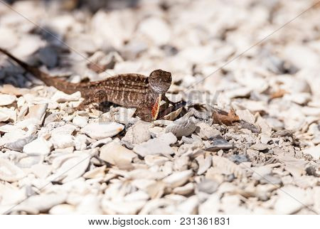 Male Brown Anole Lizard Anolis Sagrei