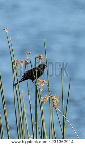 Male Red Winged Blackbird Agelaius Phoeniceus
