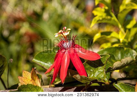 Scarlet Flame Red Passionflower Called Passiflora Miniata