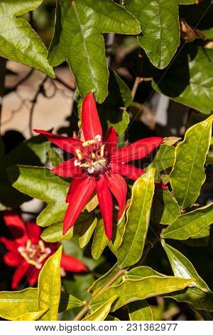 Scarlet Flame Red Passionflower Called Passiflora Miniata