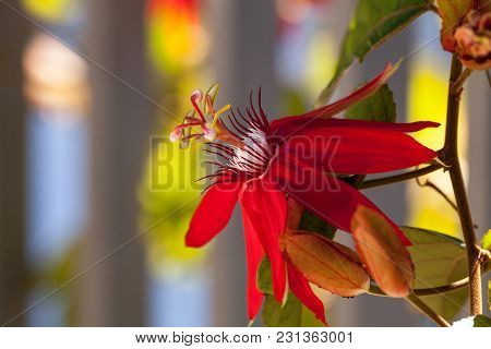 Scarlet Flame Red Passionflower Called Passiflora Miniata