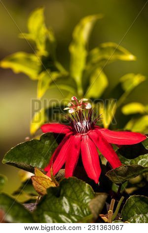 Scarlet Flame Red Passionflower Called Passiflora Miniata