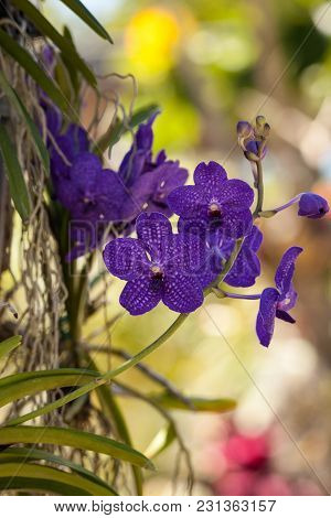 Purple Spotted Aranda Orchid Flowers