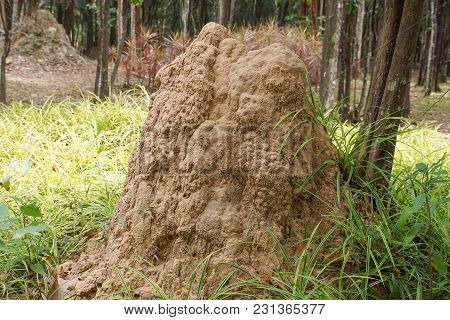 A Big Termite Nest Under The Tree