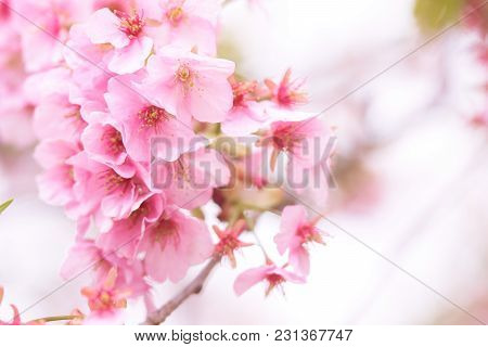 Pink Cherry Blossom(cherry Blossom, Japanese Flowering Cherry) On The Sakura Tree. Sakura Flowers Ar