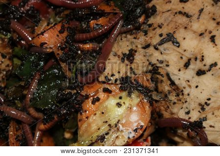 Red Worm Manure. Macro Showing How They Eat Food Waste