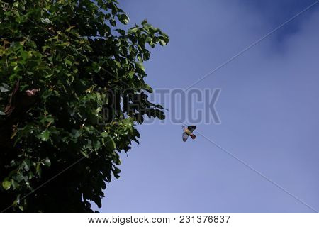 Pink-necked Green Pigeon Birds Flying With Little Tree Branches For Nesting In The Sky
