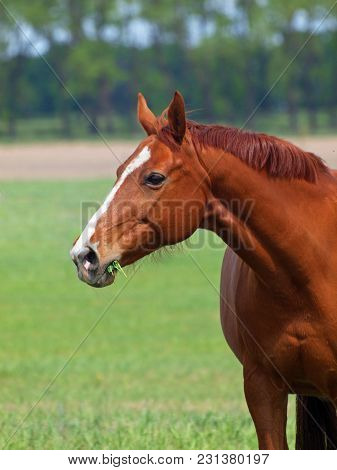 Brightly Chestnut Warmblood Mare On A Spring Pasture