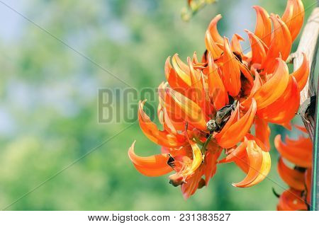 Orange Flower (newguinea Creeper Or Red Jade Vine), Popular Flower In Summer, Thailand