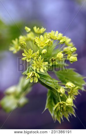 Maple, Blossoms, Buds And Young Leaves In Spring,close-up, Green Blossoms