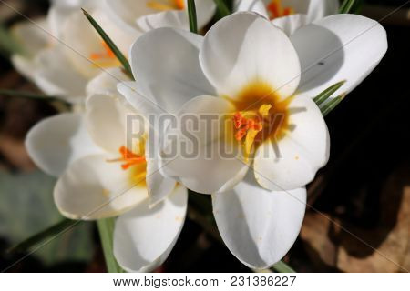 White Crocus With Yellow Center, Close-up, Detail