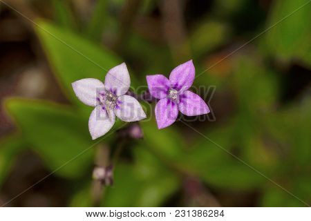 Close View Of Tara Gucha, Viloet Flowers Pune India