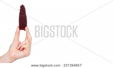 Indian Corn In Hand Isolated On White Background. Copy Space, Template.