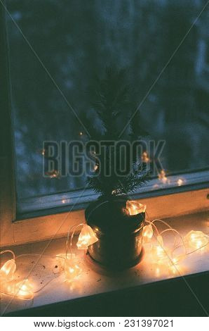 Spruce Conic On The Background Of The Cold Winter