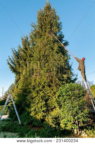 Gardener Cutting The Branches Of A Tall Pine Tree With Cutter Trimming In The Garden.