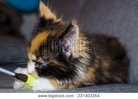 Small Color Kitten Playing With A Toy.