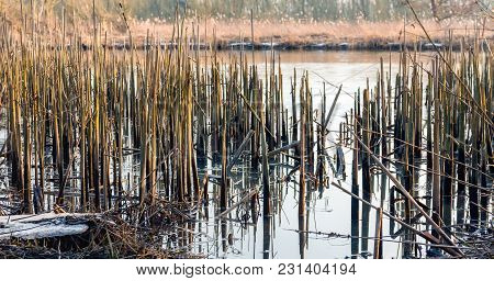 Reed Stalks Broken Down On The Edge Of A Creek In The Brabantse Biesbosch In The Winter Season.