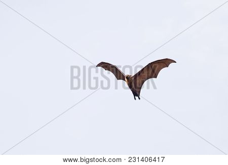 Flying Fox Bat Against White Background