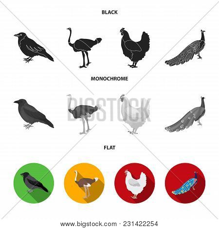 Crow, Ostrich, Chicken, Peacock. Birds Set Collection Icons In Black, Flat, Monochrome Style Vector 