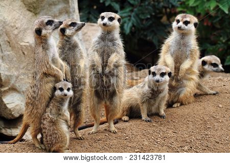 Group Of Suricata Animals As Nice Family Photo