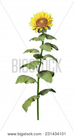 3D Rendering Sunflower Plant On White