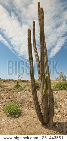 Semi-domesticated Cactus In The Negev Desert Near Eilat, Israel