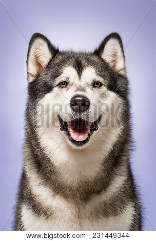 Alaskan Malamute, 2 Years Old, Sitting In Front Of Lilac Studio Background
