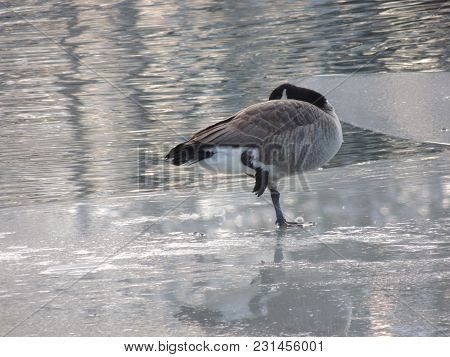 Goose Standing On One Leg On The Ice