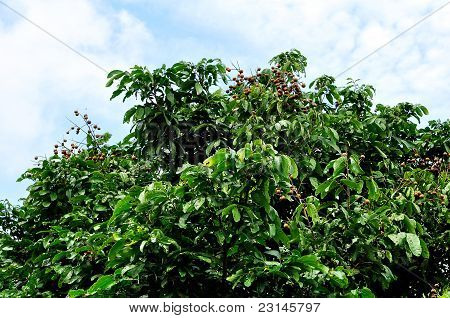 Albero longan