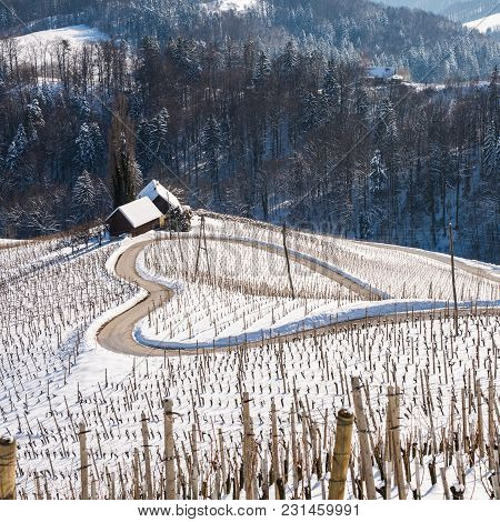 Famous Heart Shaped Wine Road In Slovenia In Winter, Heart Form - Herzerl Strasse, Vineyards In Wint