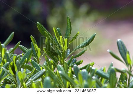 Green Pittosporum-cheesewoods Bocke Background  Closeup Outdor A