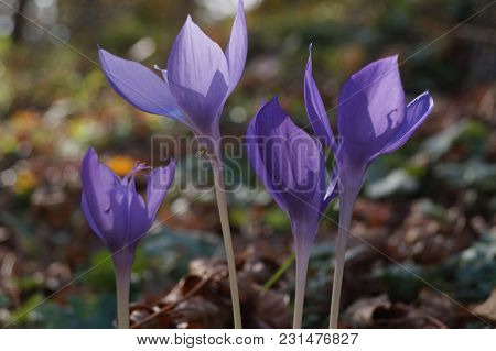 Beatiful Purple Wildflower - Crociris, Crocus Banaticus
