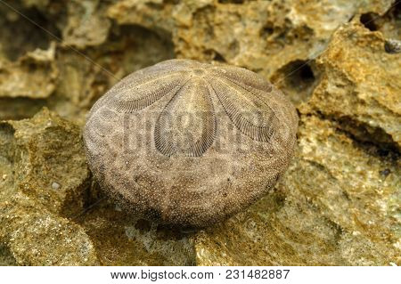 Sand Dollar Or Sea Cookie Or Snapper Biscuit Close-up