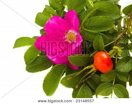 fronteira de rosas selvagens