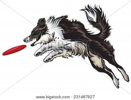 Vector Colorful Illustration With Dog (border Collie) Isolated On White Background. Fluffy Black And